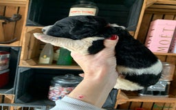 Bernedoodle dogs for sale: Standard Bernedoodle Blue Merle, Black White. - Image 29