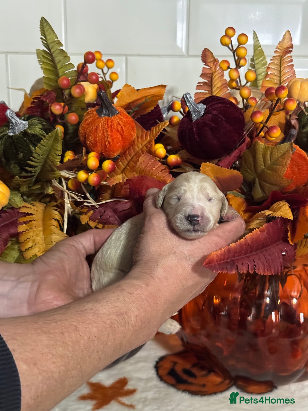 Mini Goldendoodle dogs for sale: 4 left mini gorgeous goldendoodles dna clear  - Image 5