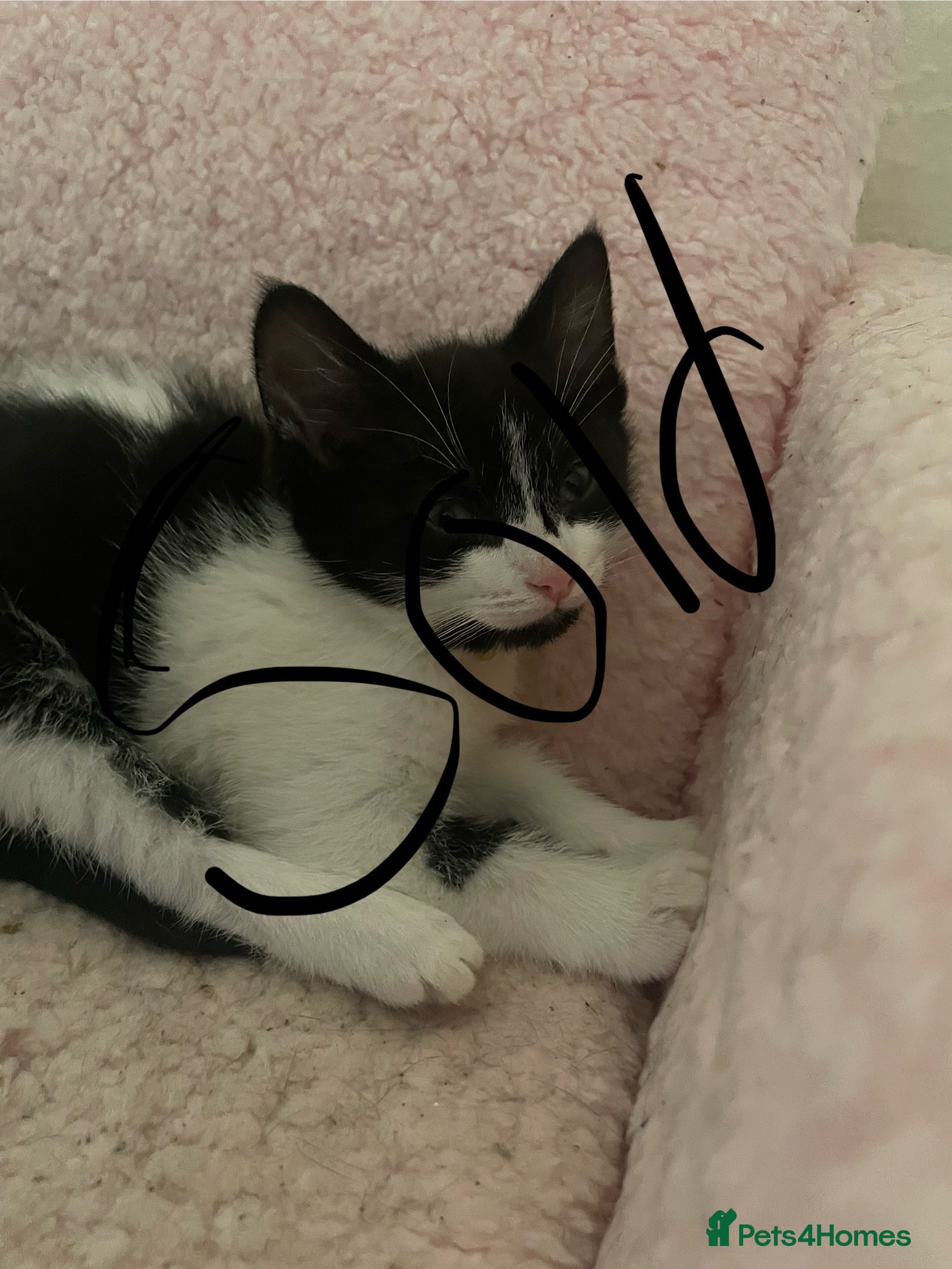 Mixed Breed cats 1black and white male kittens left  - Advert 9