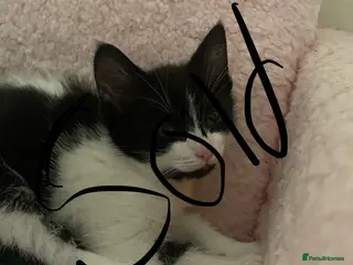 Mixed Breed cats 1black and white male kittens left - Advert 9