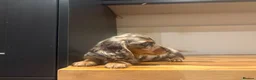 Miniature Dachshund dogs for sale: Miniature long-haired Dachshund Pups  - Advert 4