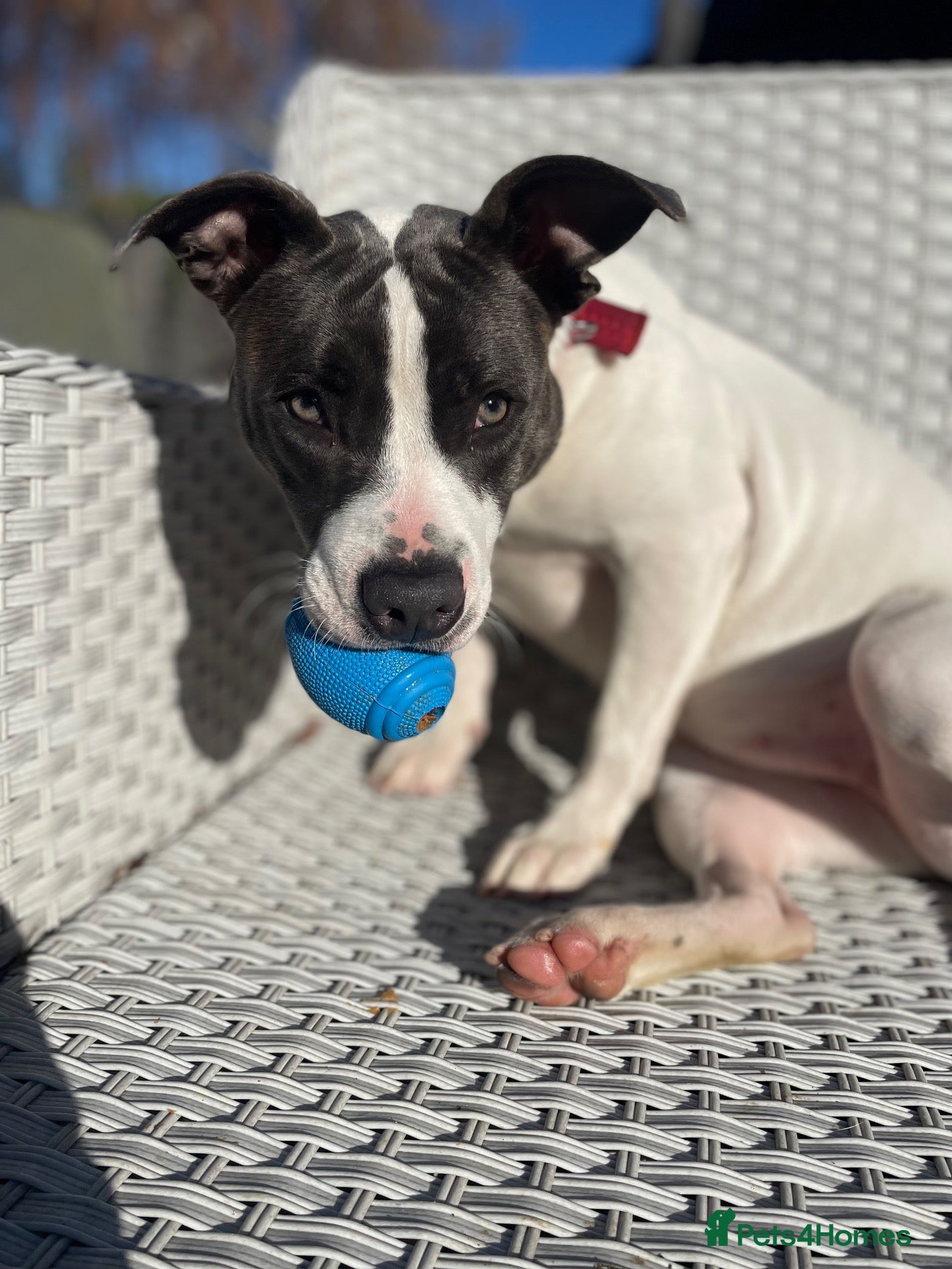 Mixed Breed dogs 8 month old female American bulldog x staffy  - Advert 3