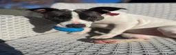 Mixed Breed dogs for sale: 8 month old female American bulldog x staffy  in Cheltenham - Advert 1