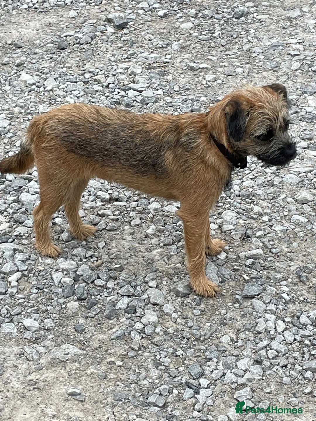 Border Terrier dogs for sale: Border Terrier. for Sale.  in Macclesfield - Advert 2