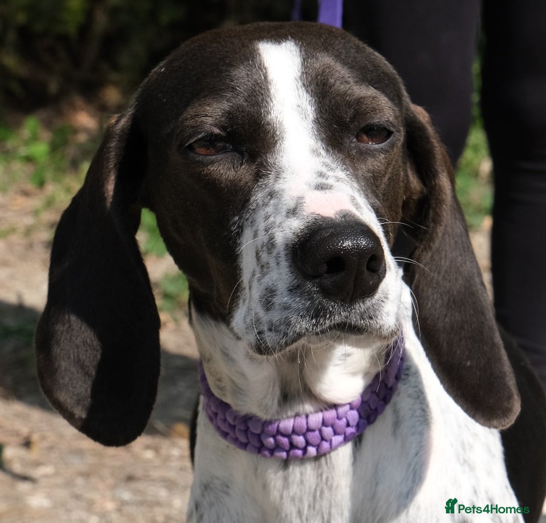 Mixed Breed dogs for adoption: Roxie – A Gentle Soul Ready for Her Forever Home - Image 4
