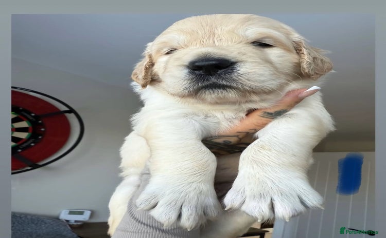 Golden Retriever dogs - Advert 8