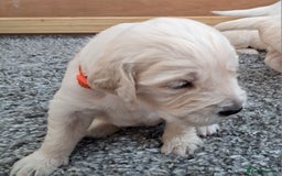 Golden Retriever dogs for sale: Gorgeous pedigree golden retriever puppies - Image 20