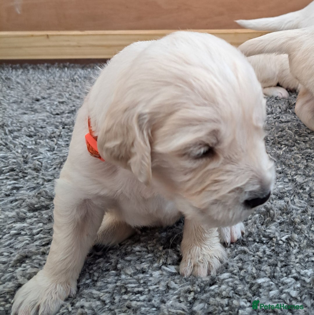 Golden Retriever dogs for sale: Gorgeous pedigree golden retriever puppies - Image 20