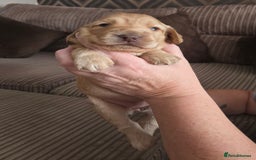 Cockapoo dogs for sale: Female cockapoo cream/beige - Image 9
