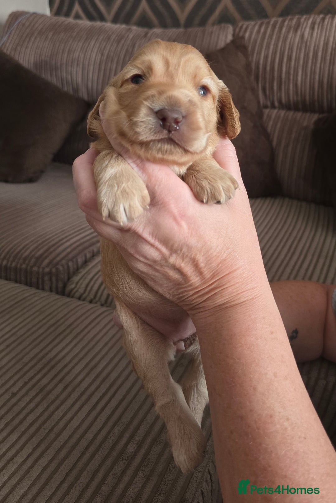 Cockapoo dogs for sale: Female cockapoo cream/beige - Image 9