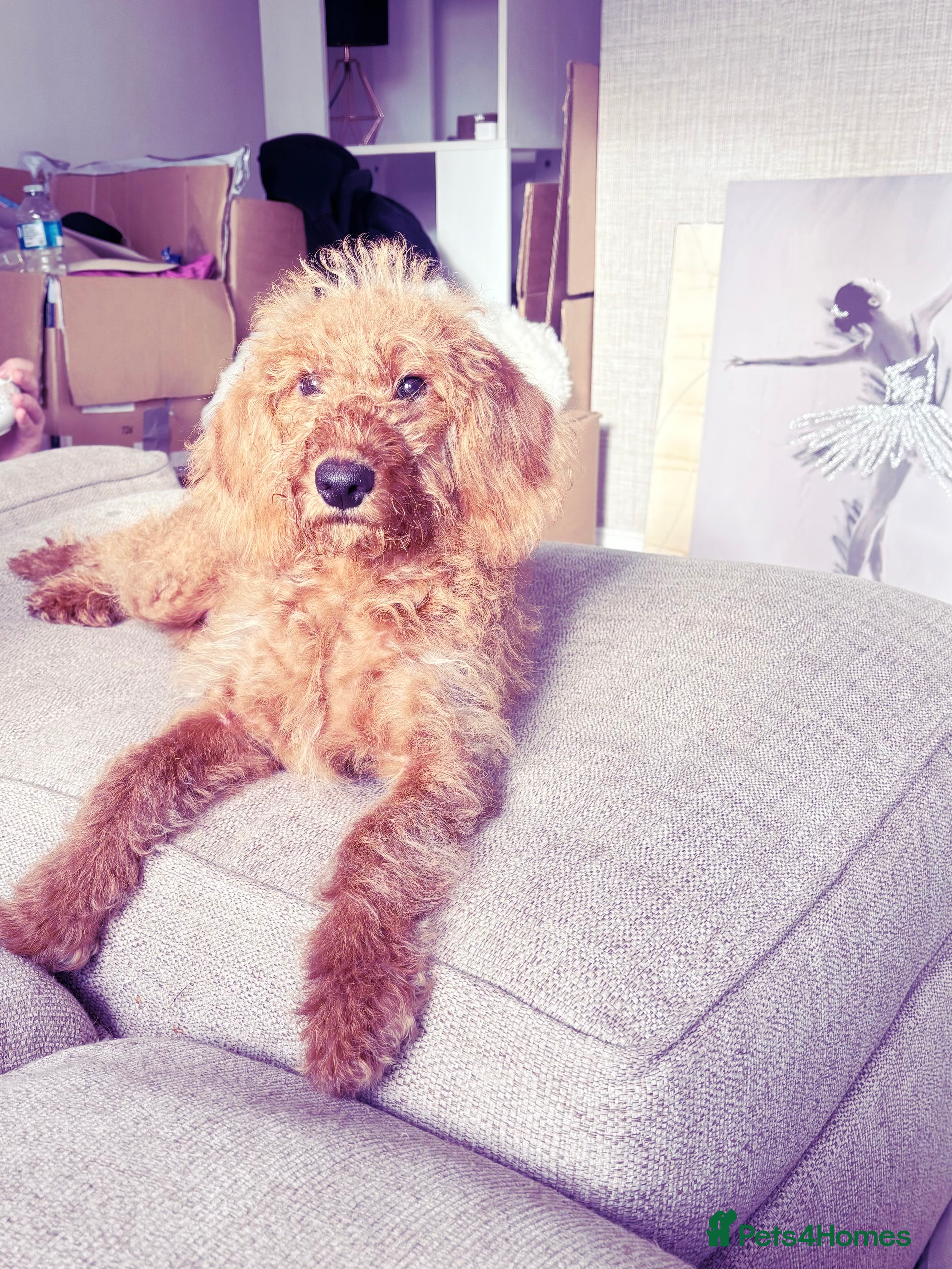 Labradoodle dogs Beautiful F1b Red Miniature Labradoodle  - Advert 16