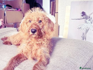 Labradoodle dogs Beautiful F1b Red Miniature Labradoodle - Advert 14