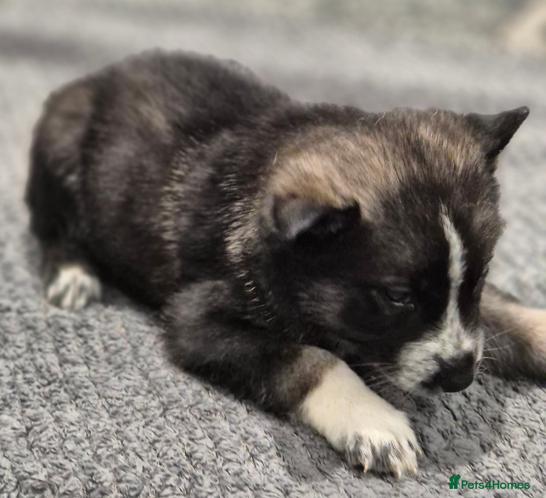 Huskita dogs for sale: FABULOUS HUSKITA PUPPIES Husky x Akita - Image 6