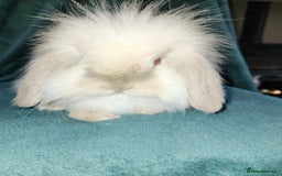 Mini Lion Lop rabbits for sale: Mini Lion lop, rew and blue point - Image 6