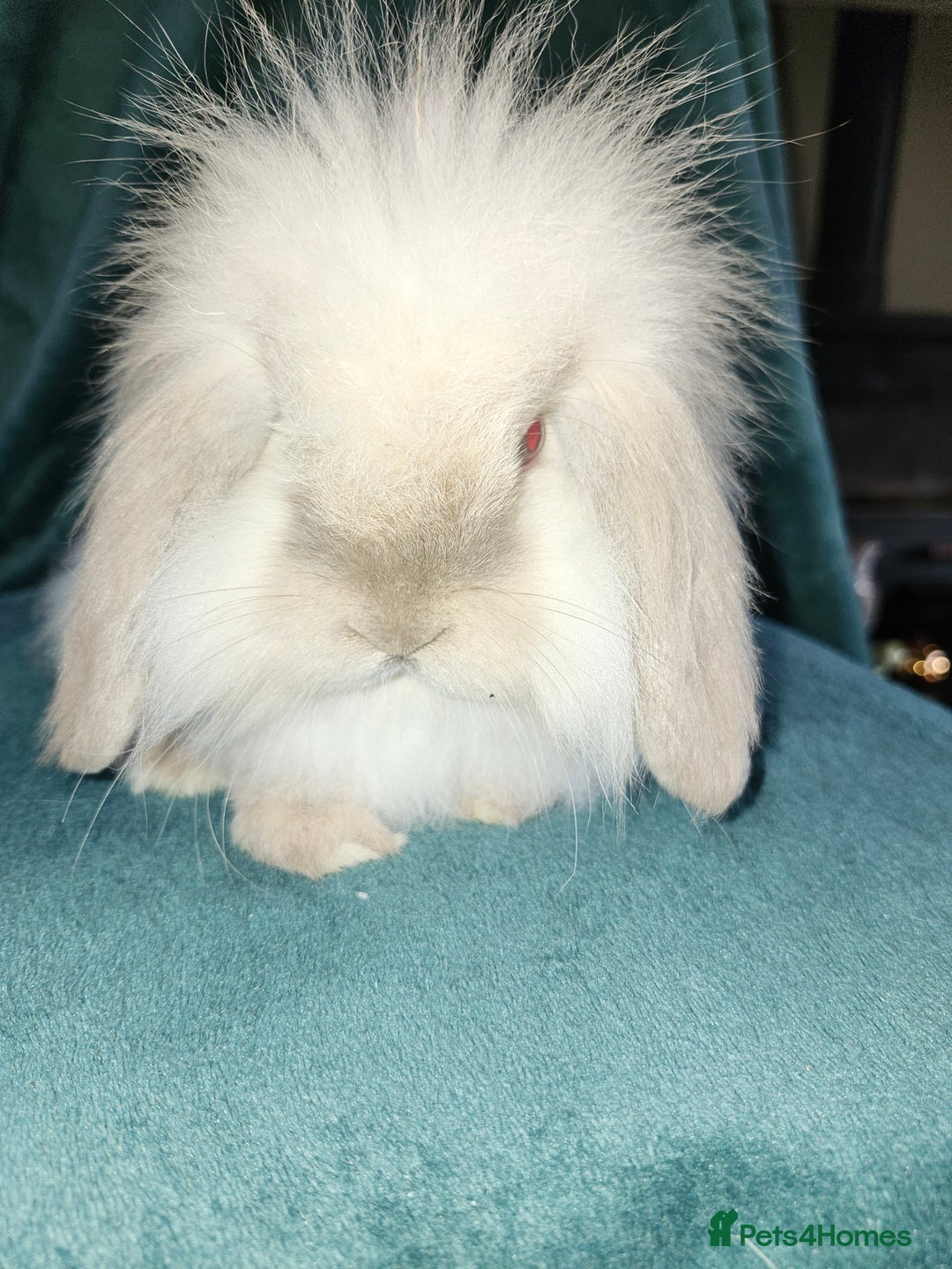 Mini Lion Lop rabbits for sale: Mini Lion lop, rew and blue point - Image 6