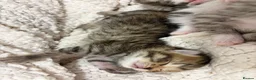 Mixed Breed cats for sale: Beautiful Bengal Cross Maine Coon Babies  in Andover - Advert 22