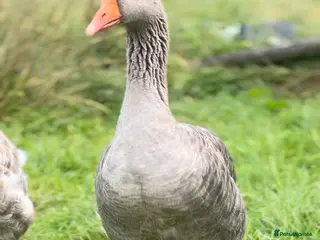 Geese poultry Brecon buff goose and Toulouse gander for sale - Advert 4