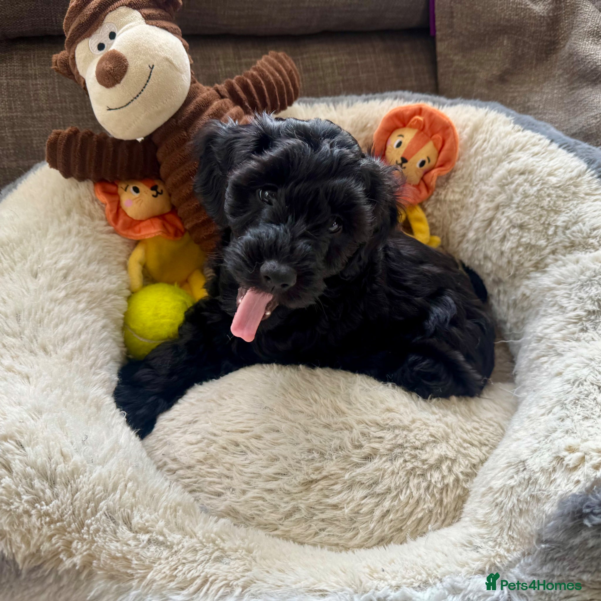 Cockapoo dogs Beautiful black miniature Cockapoo boy ready April - Advert 2