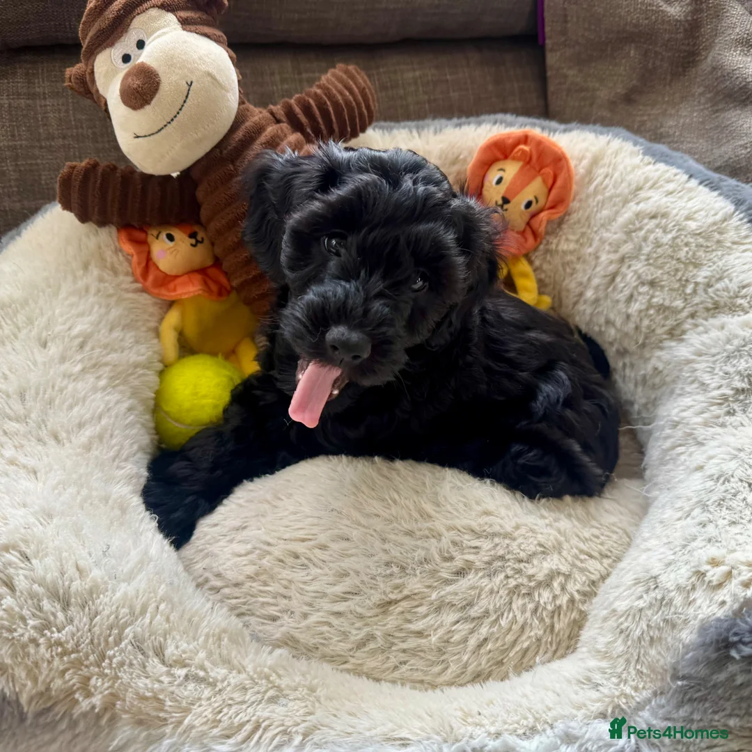 Cockapoo dogs for sale: RESERVED: Beautiful black Cockapoo boy - Advert 2