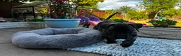 Presa Canario dogs for sale: Beautiful Full Pedigree Brindle Presa Canario 🐾 - Advert 19