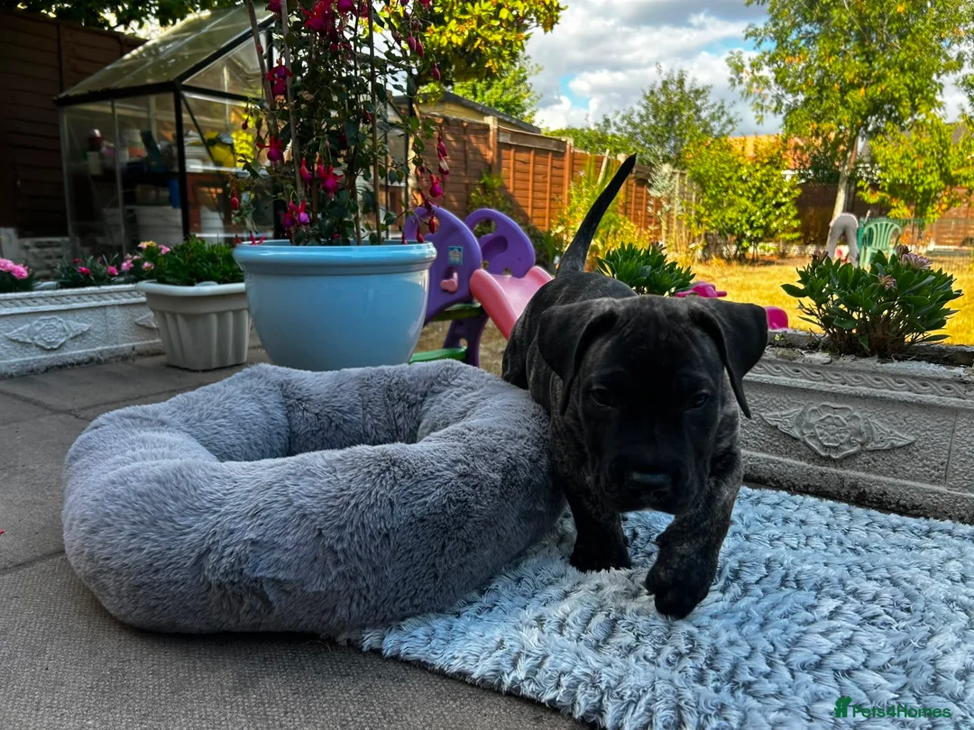 Presa Canario dogs for sale: Beautiful Full Pedigree Brindle Presa Canario 🐾 - Advert 19