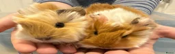 Guinea Pig rodents for sale: Pure Bred Peruvian Cream Boars in Bristol - Advert 7