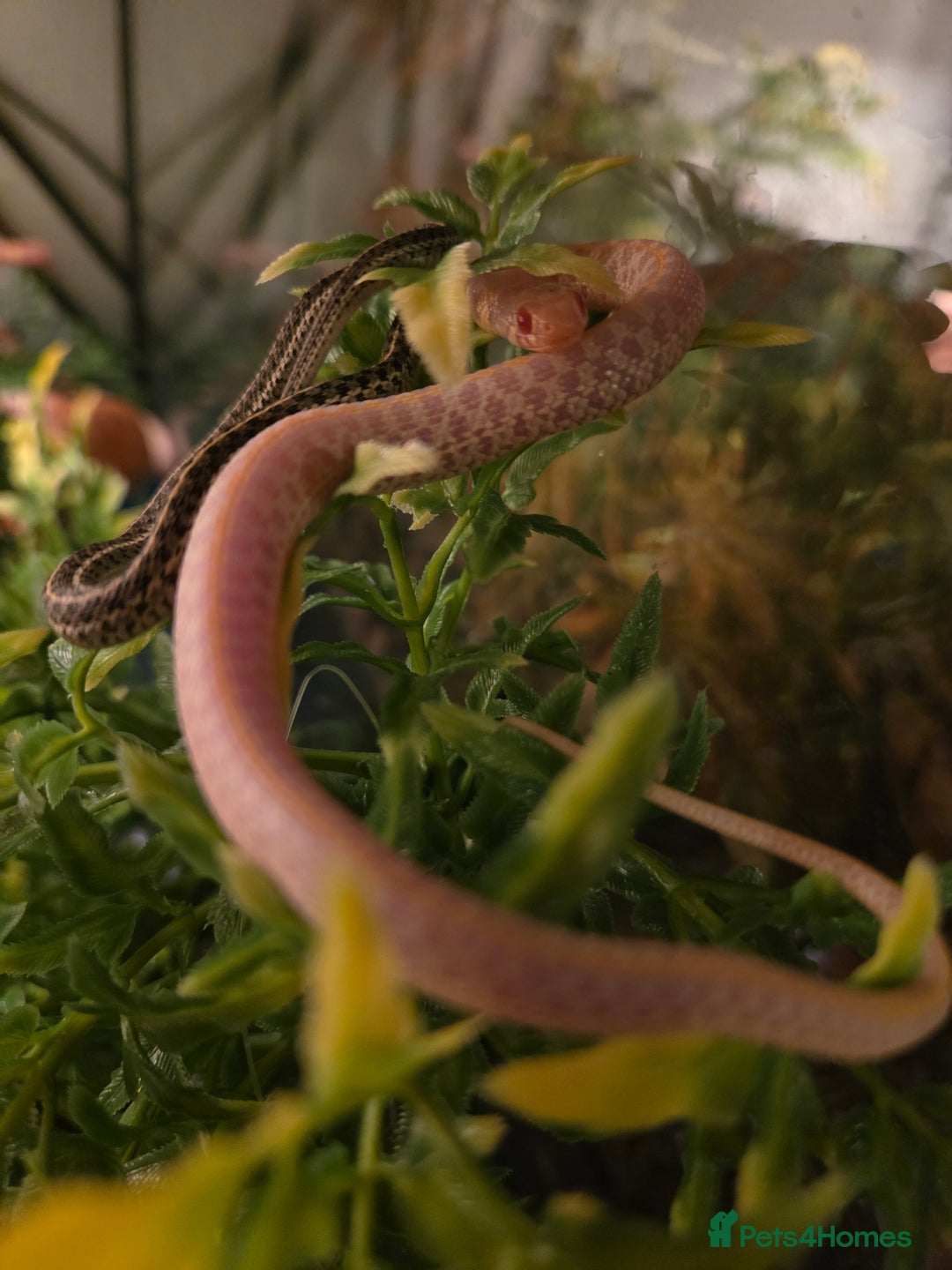 Garter Snake reptiles for sale: Albino Checkered Garter Snake Babies  - Image 3