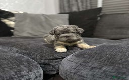 French Bulldog dogs for sale: High Quality French Bulldog Puppies  - Image 31