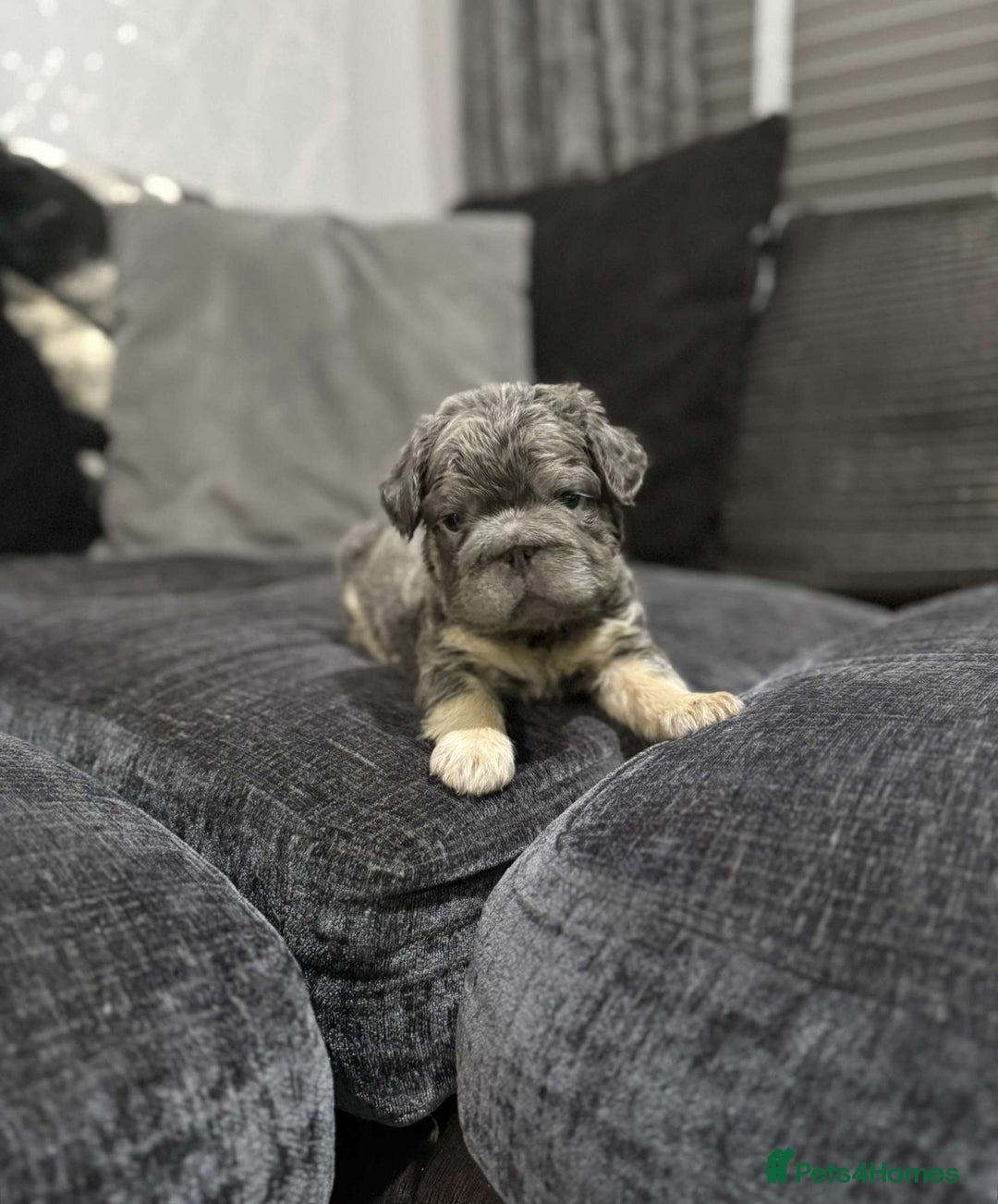 French Bulldog dogs for sale: High Quality French Bulldog Puppies  - Image 31