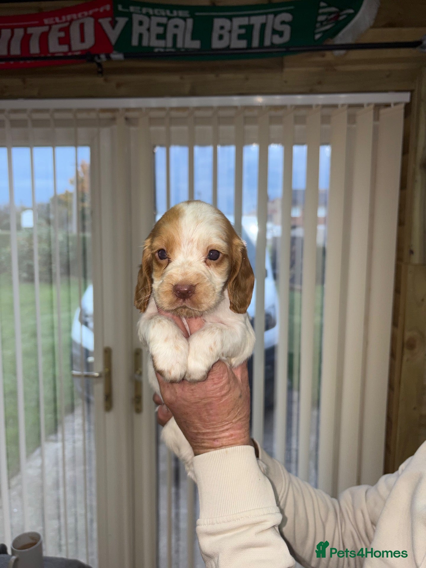 Mixed Breed dogs Sprocker pups - Advert 18