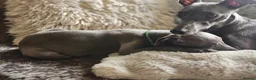 Whippet dogs for sale: KC registered Laguna lines Whippet Puppies  - Advert 8