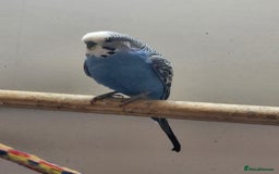 Budgerigars birds for sale: Budgies - Image 2