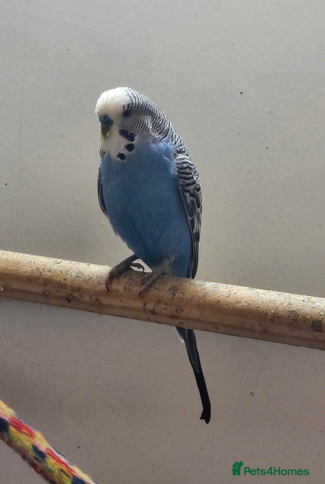 Budgerigars birds for sale: Budgies - Image 2