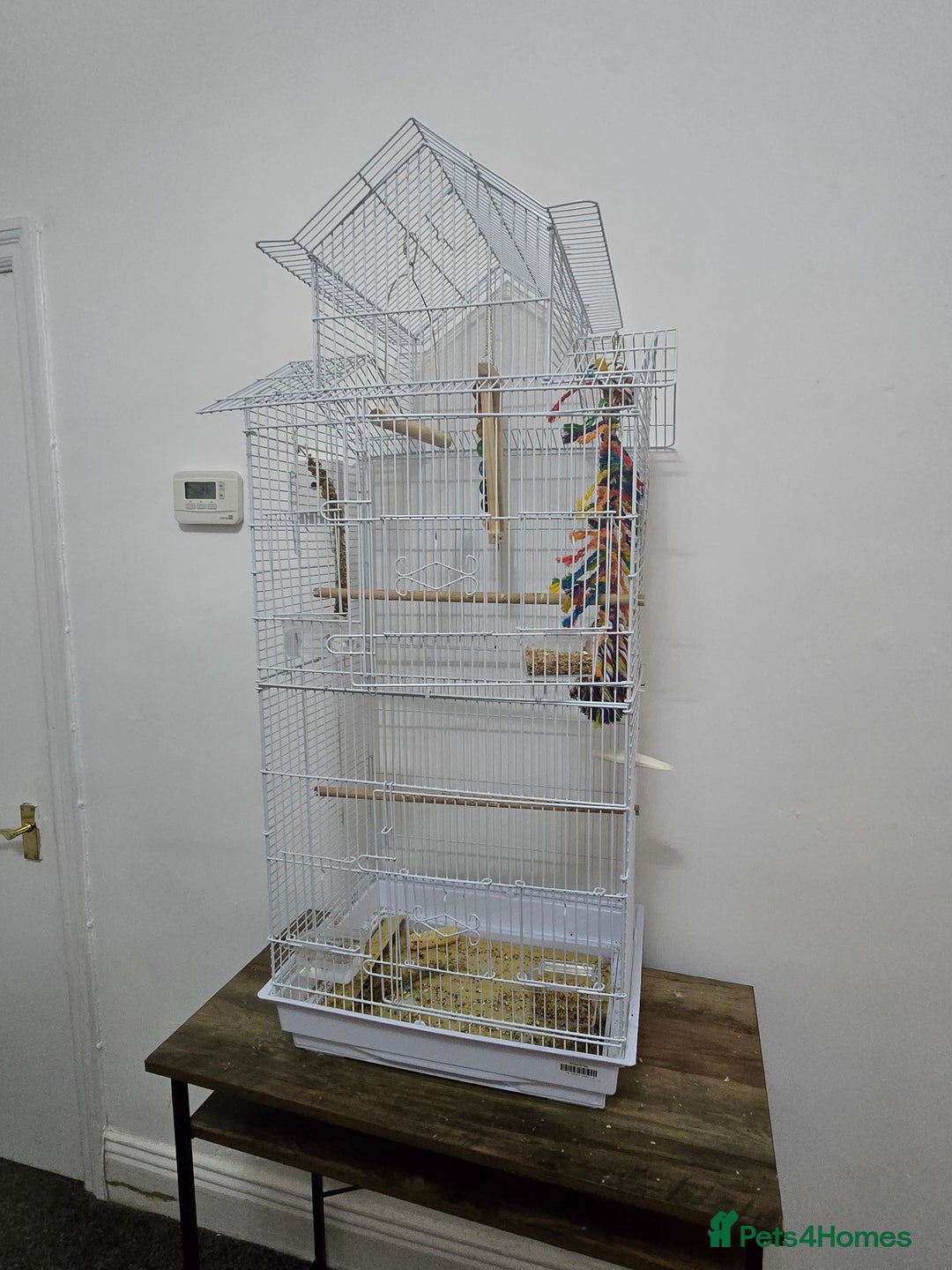 Cockatiels birds for sale: 8 month old cockatiels male and female  - Image 4