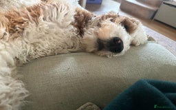 Mixed Breed dogs for sale: Gentle Giant Bernedoodles - Image 9