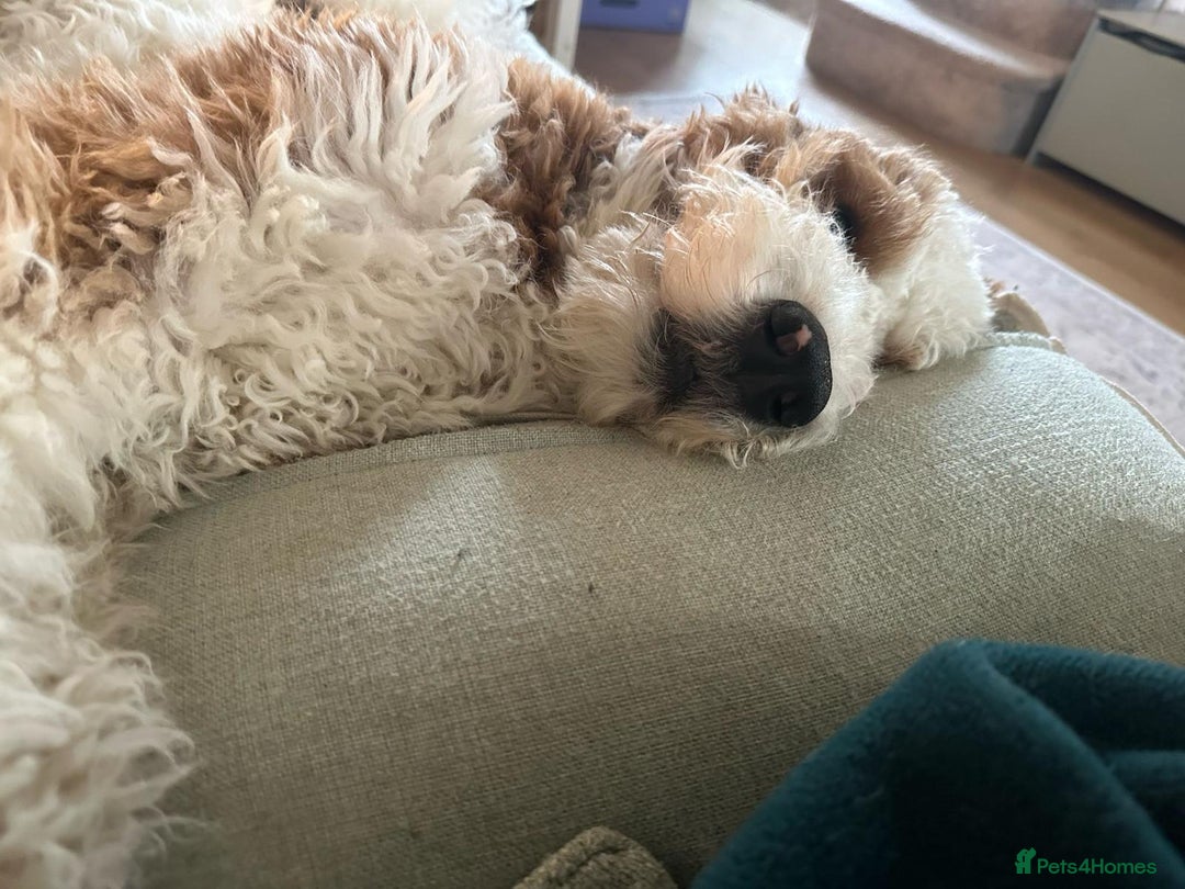Mixed Breed dogs for sale: Gentle Giant Bernedoodles - Image 9