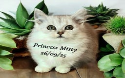 Munchkin cats for sale: Exceptional Quality & Extremely Rare Silver Minuet - Image 3