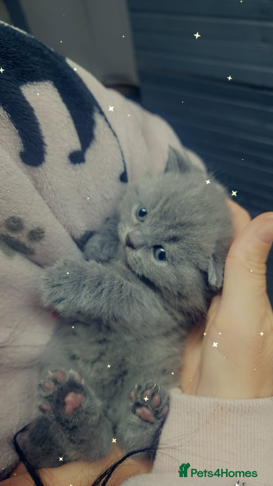 British Shorthair cats for sale: blue boy left. Chunky champion british shorthair - Advert 13