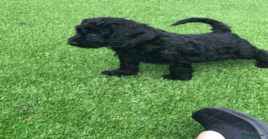 Cockapoo dogs - Advert 1