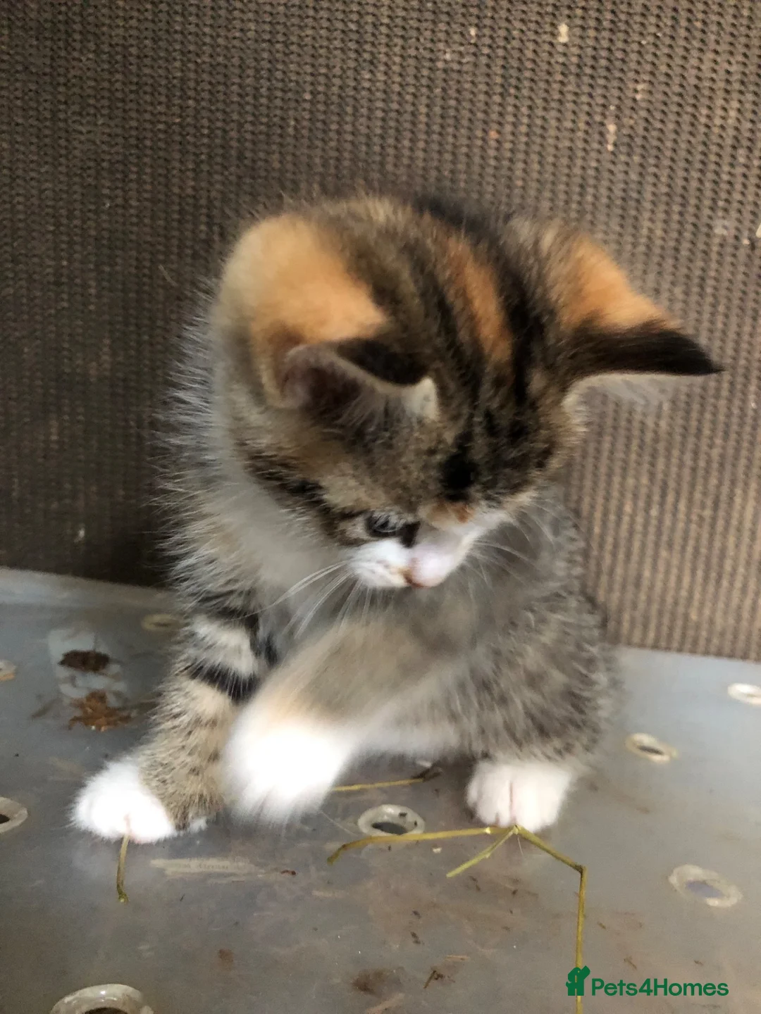 Mixed Breed cats for sale: Gorgeous kittens - Advert 6