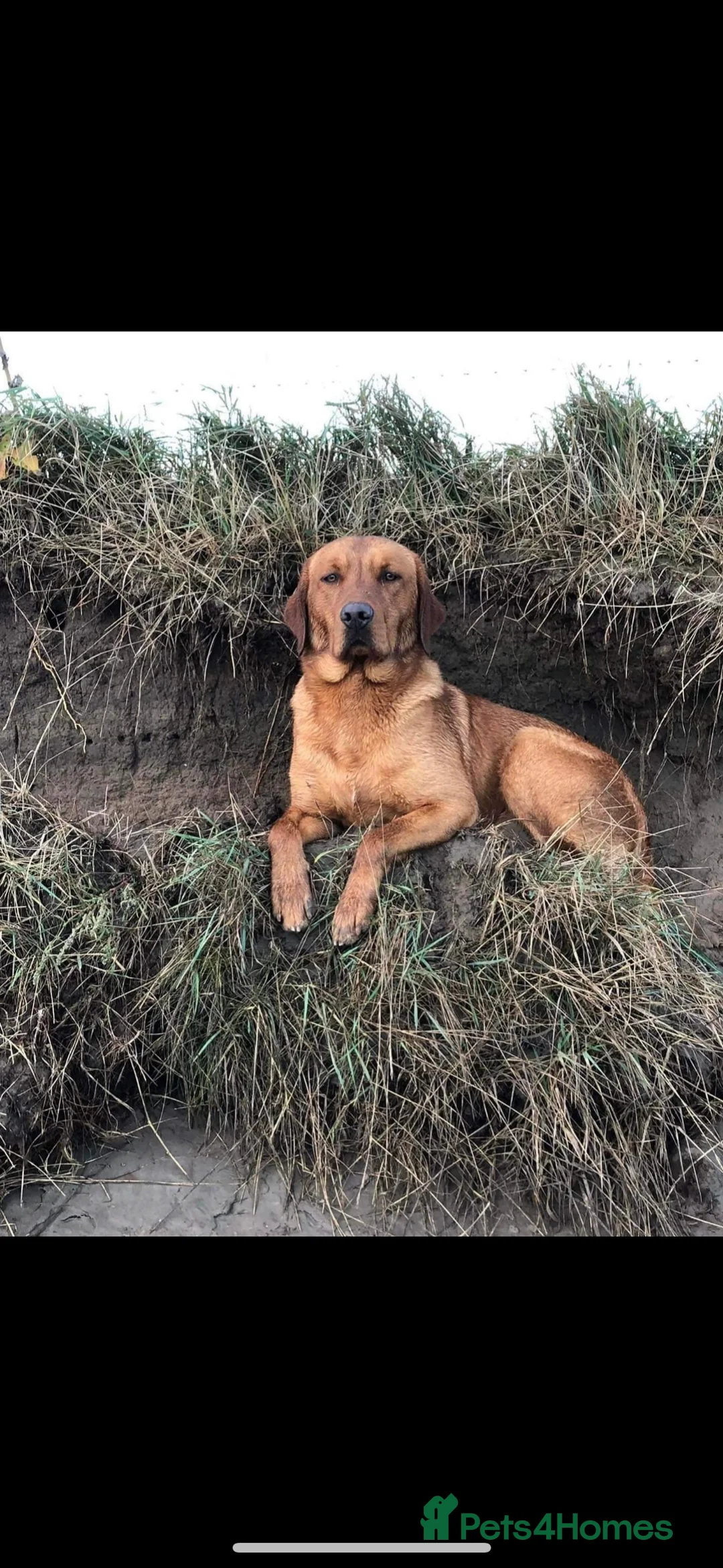 Labrador Retriever dogs for stud: PROVEN STUD Brock - Advert 8