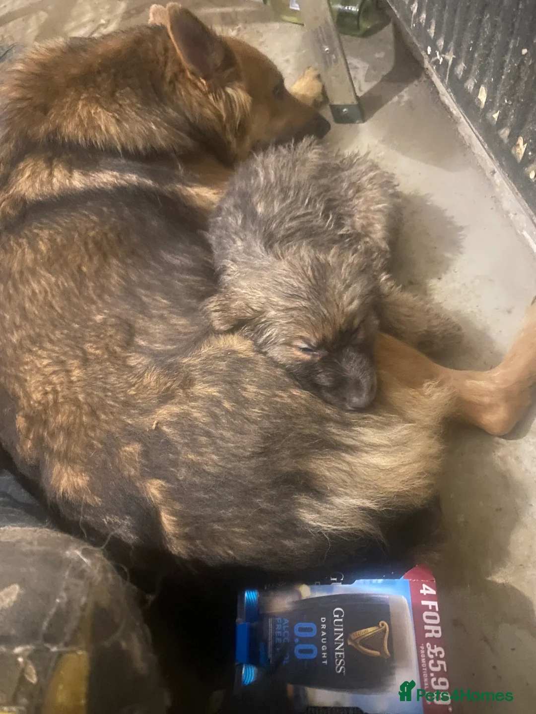 German Shepherd dogs for sale: Blue GSD’s 3 females remaining - Advert 11