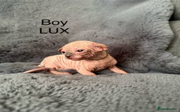 Sphynx cats for sale: 🔥Sphynx and Elf kittens🔥 - Image 5