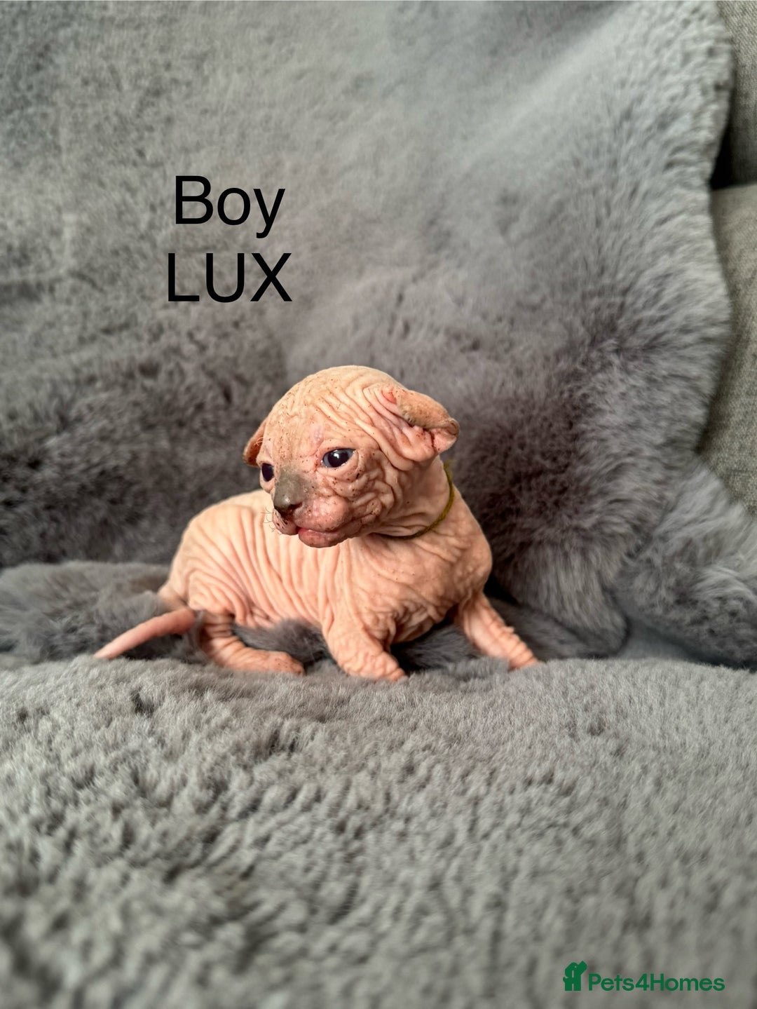Sphynx cats for sale: 🔥Sphynx and Elf kittens🔥 - Image 5