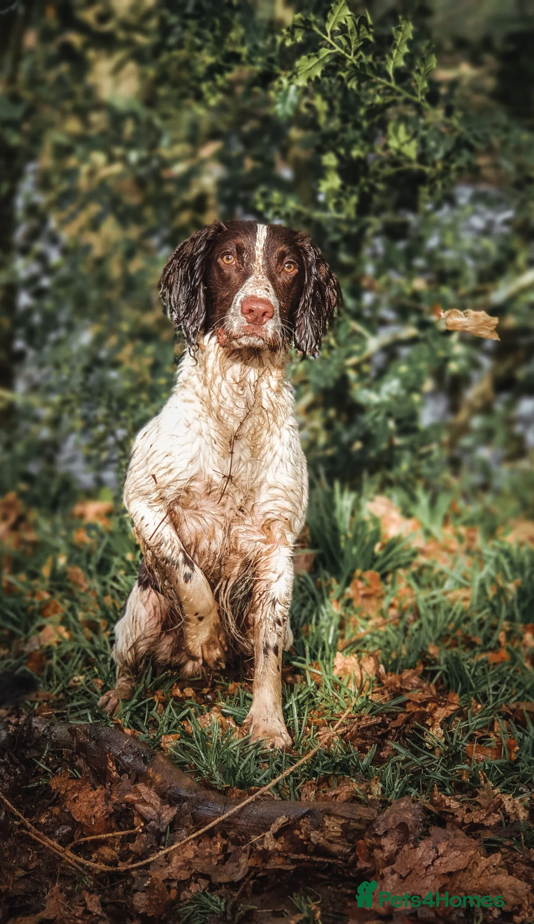 English Springer Spaniel dogs for stud: English Springer Spaniel Stud in Derby - Advert 10