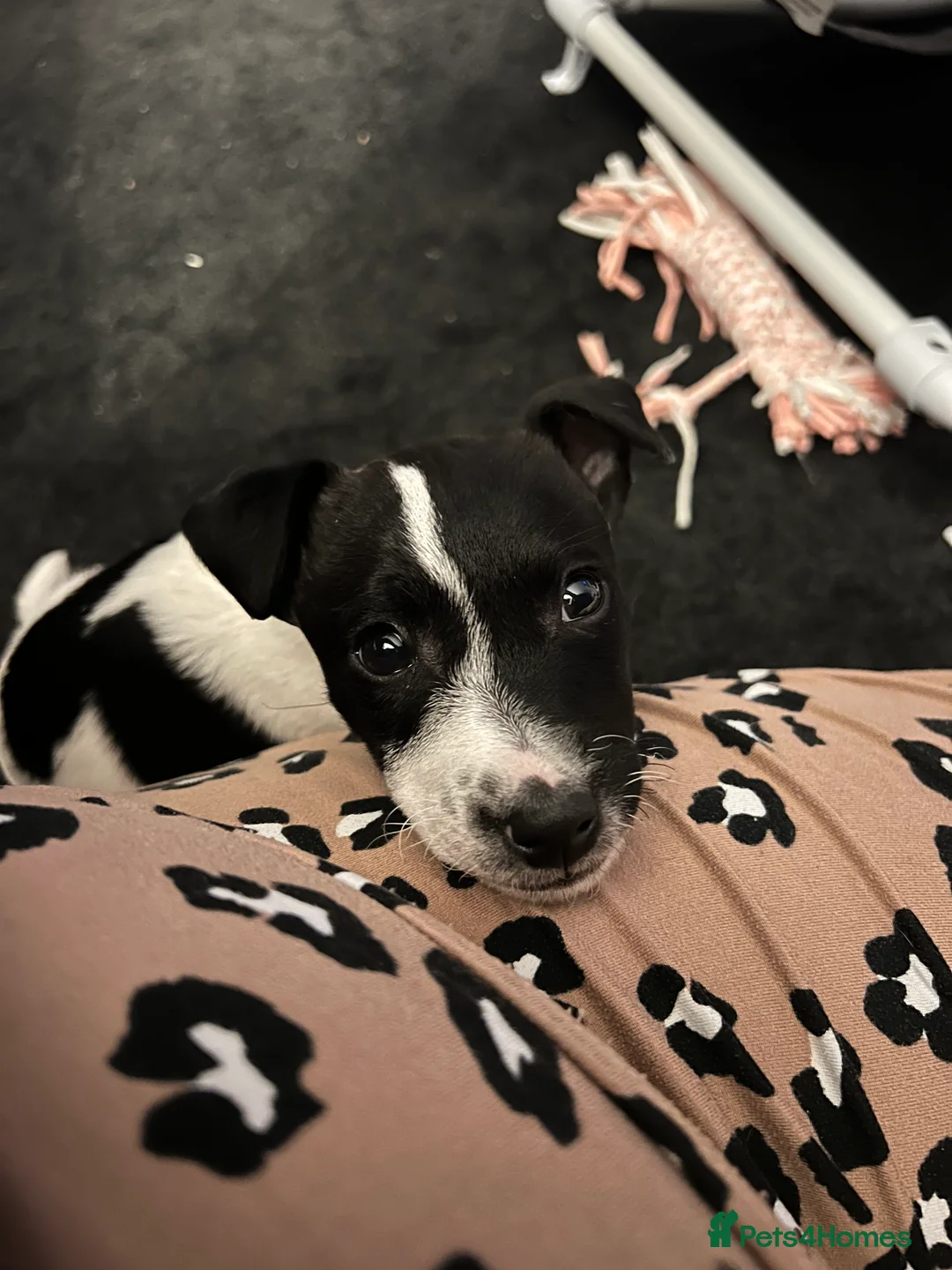 Jack Russell dogs for sale: Female Jack Russel  - Advert 34