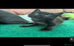 Mixed Breed cats for sale: 7 all black kittens - Image 20