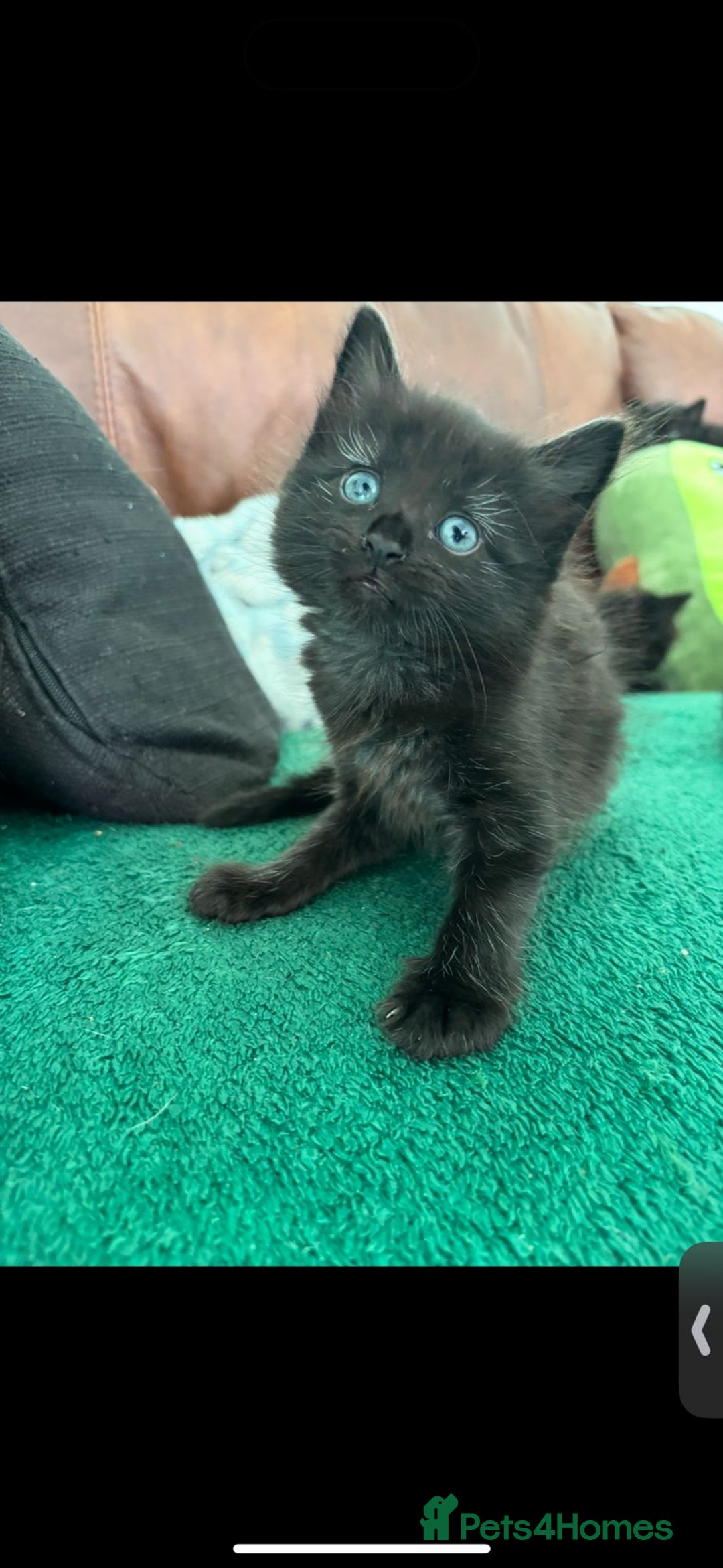Mixed Breed cats for sale: 7 all black kittens - Image 20