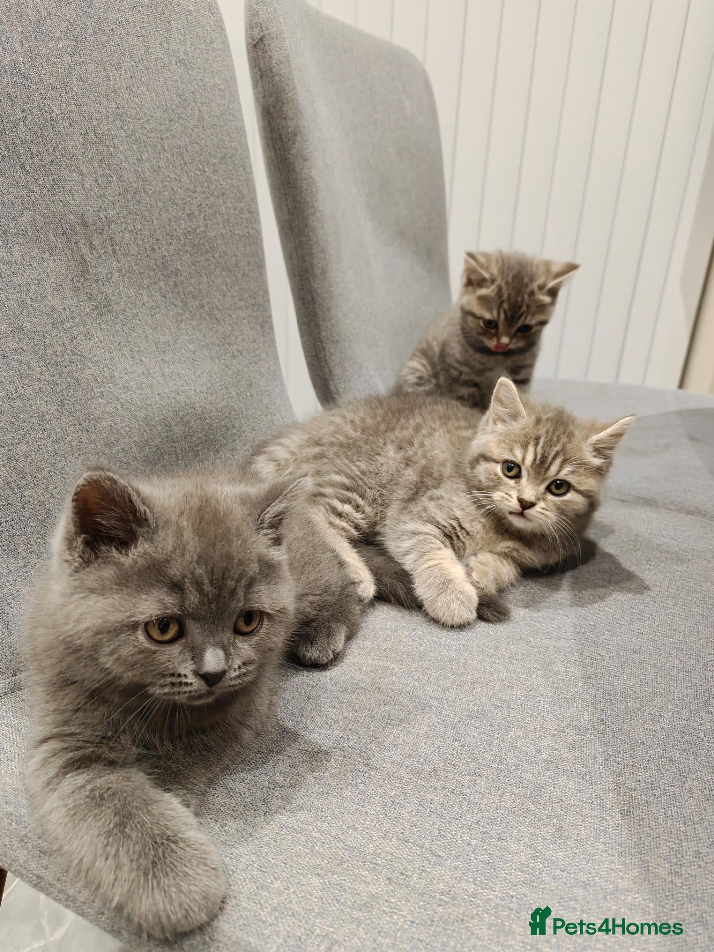 British Shorthair cats 3 British Shorthair Kittens  - Advert 2