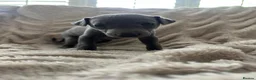 Whippet dogs for sale: Beautiful Whippet Puppies  - Advert 9